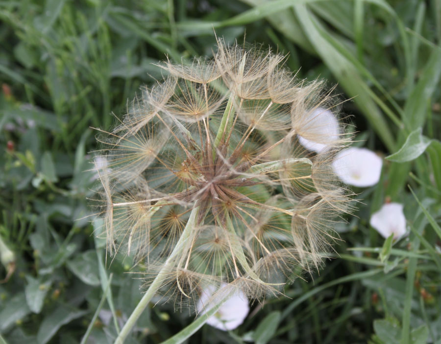 Tragopogon porrifolius / Barba di Becco violetta